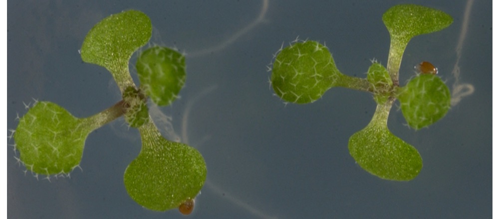 20200303 arabidopsis slider