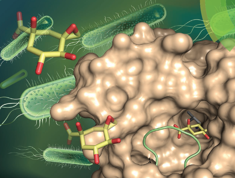 Org Biomol Chem. 2015; 13 (3): 706-716