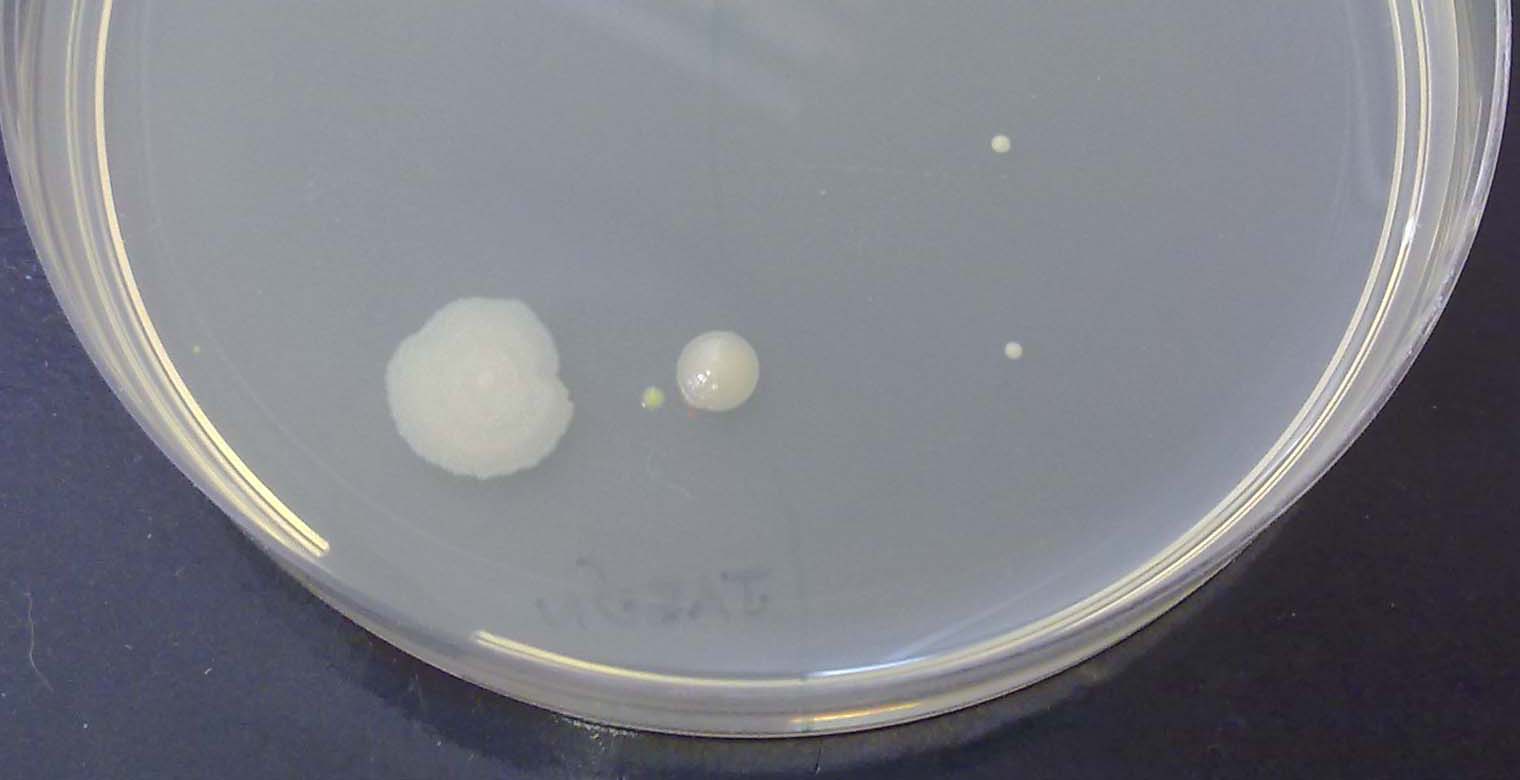 ¿Cuántas bacterias hay en tus manos?