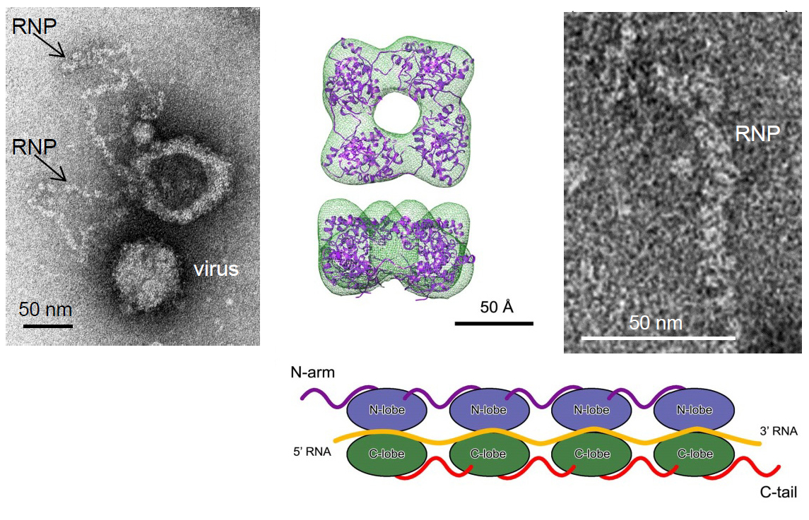 Nucleocápside