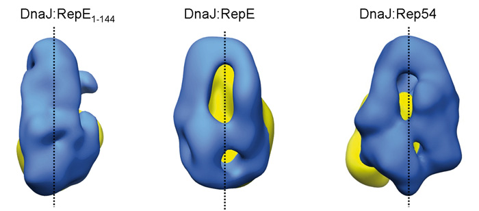 chaperona DnaJ