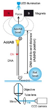 PNAS June 24, 2013
