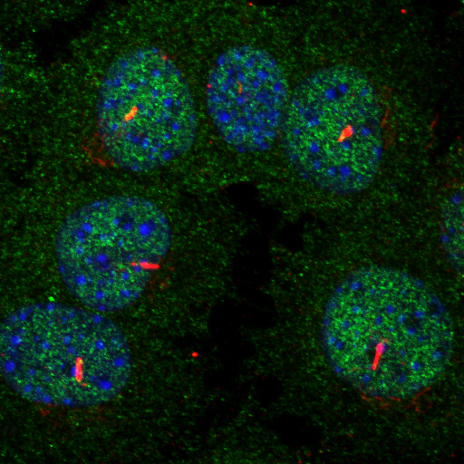 Cilia