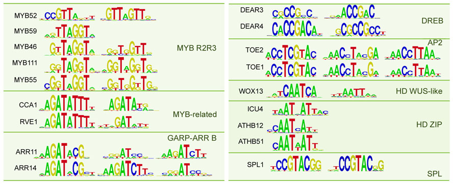 Factores de transcripción