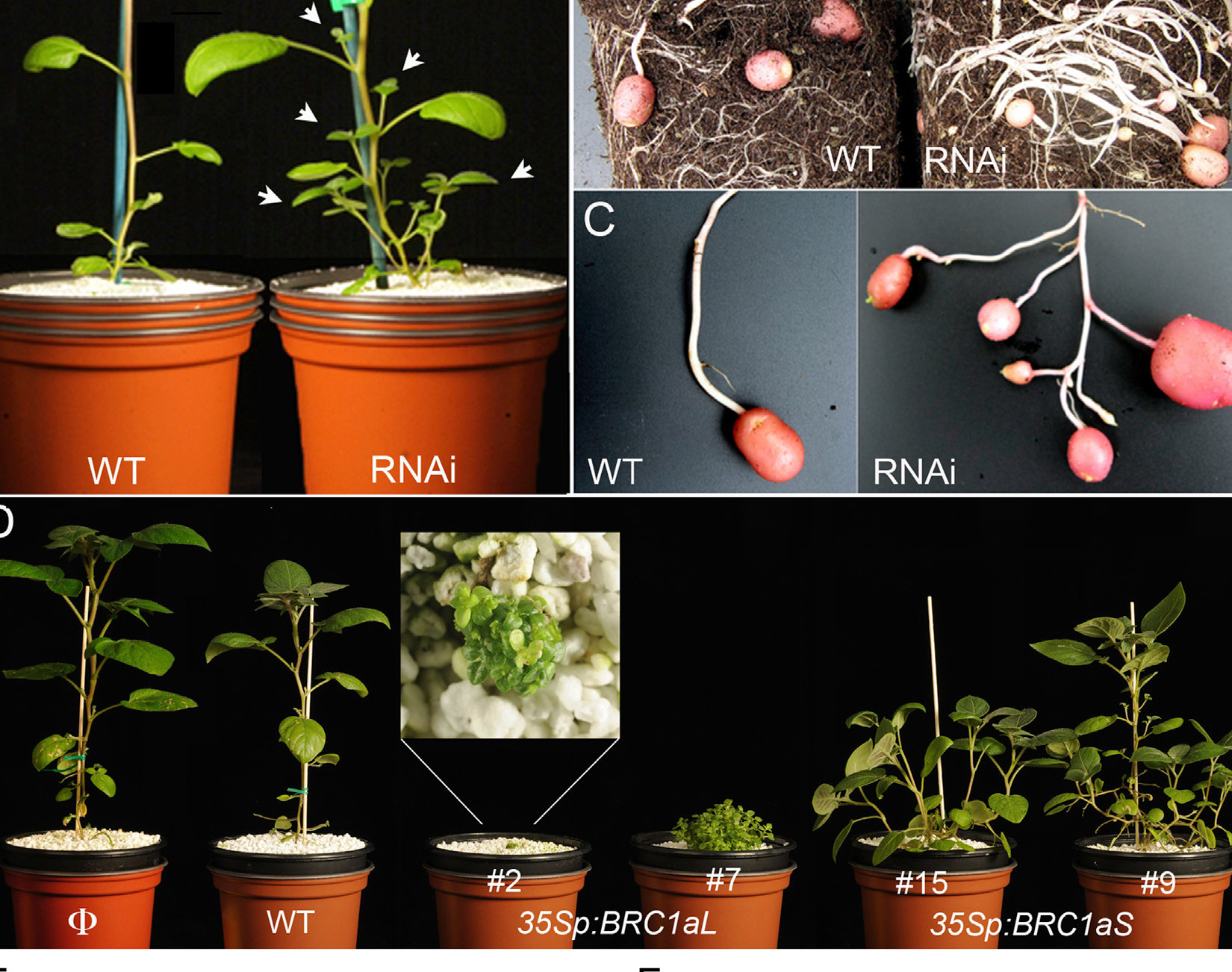 A Recently Evolved Alternative Splice Site in the BRANCHED1a Gene Controls Potato Plant Architecture