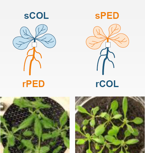 Arabidopsis