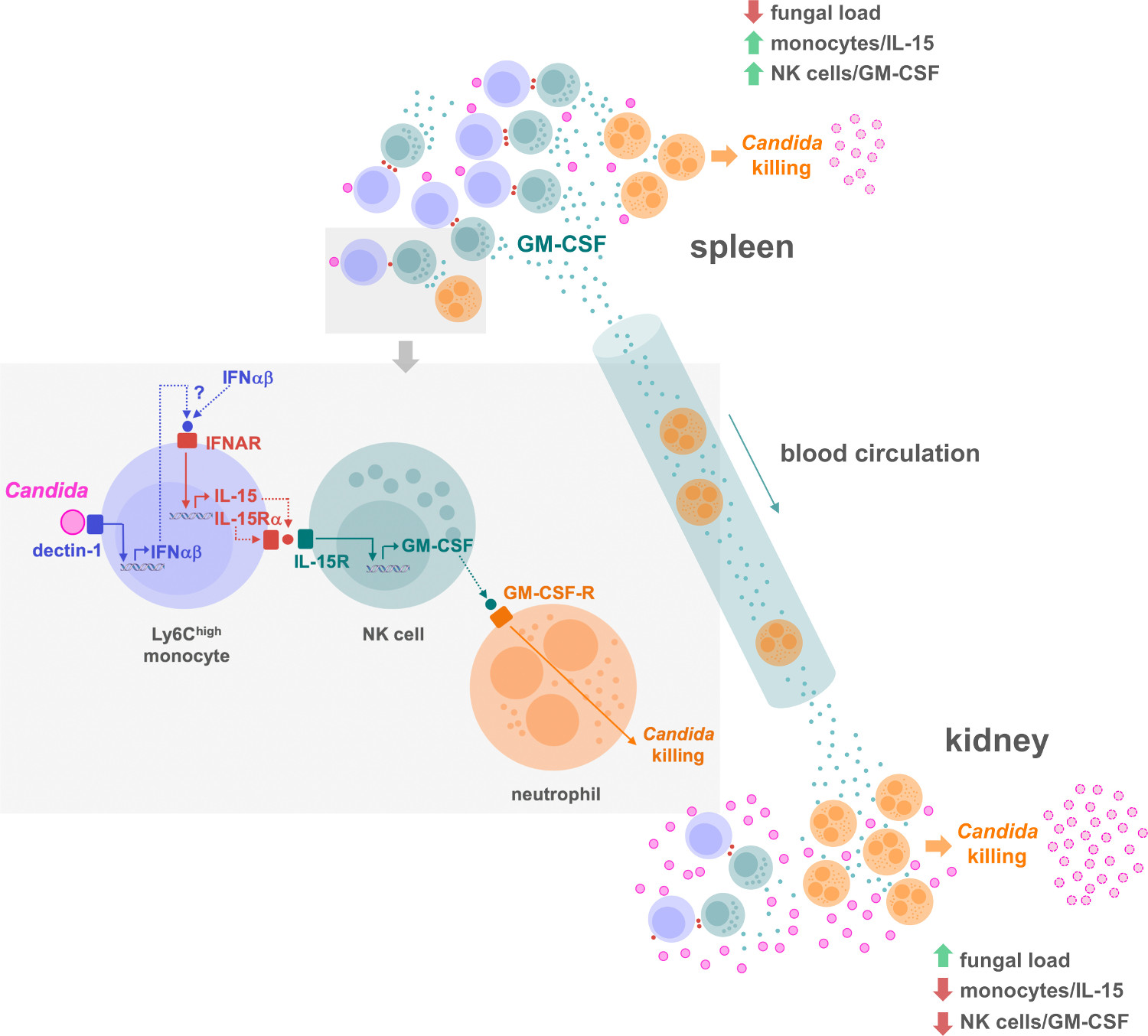 ImmunityArdavin1