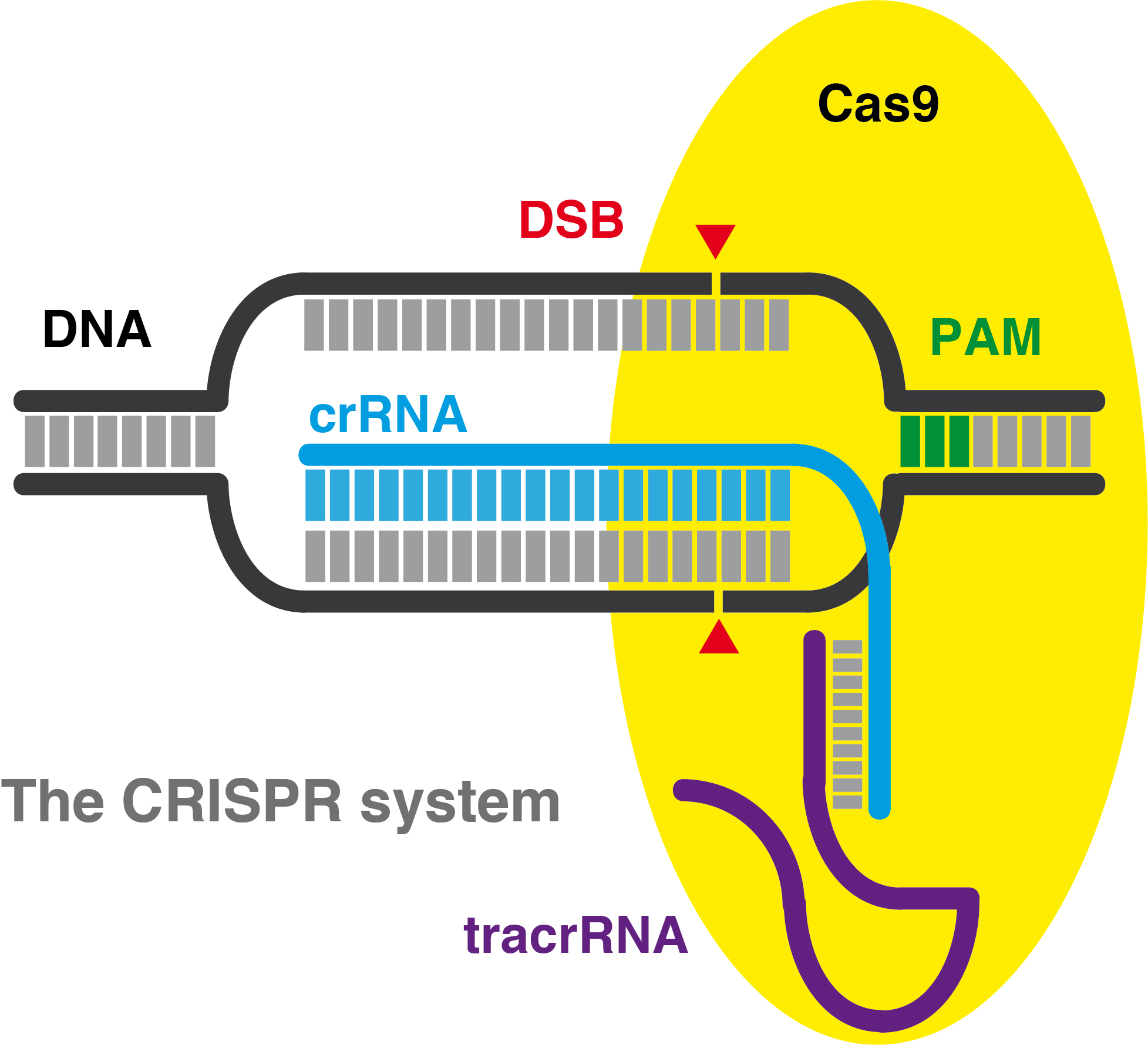 crisprcas rnp