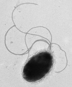 Pseudomonas putida KT2442