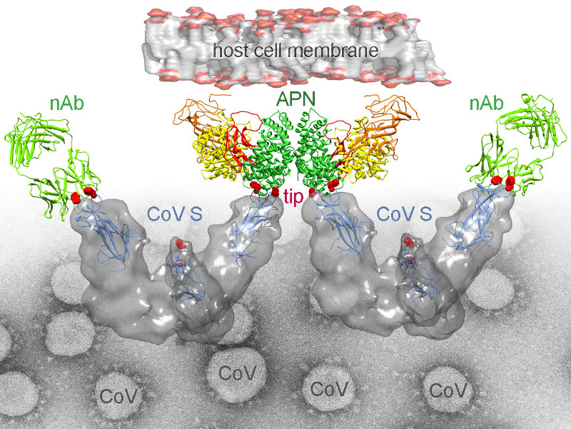 PLoS Pathog. 2012 Aug;8(8):e1002859