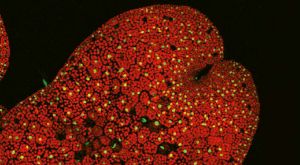 Imagen del co-receptor de la hormona vegetal descubierta, dinor-OPDA.