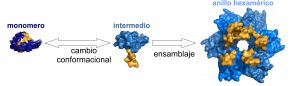 Diseñan un nuevo sistema de control alostérico para el ensamblaje de proteínas mediante la inclusión de un interruptor molecular.