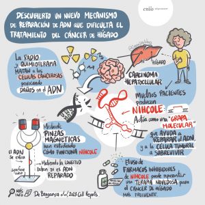 NIHCOLE: una ‘grapa molecular’ que ayuda a reparar el DNA roto.
