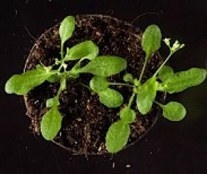 Ejemplares de Arabidopsis thaliana, especie vegetal utilizada en esta investigación como modelo. 