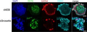 Imagen de microscopía de cuerpos embrionarios y rosetas de células madre.