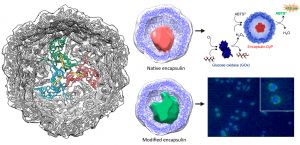 Esquema explicativo de Putri RM et al. ACS Nano 2017
