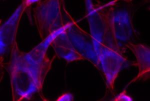 Imágen de células al microcopio confoca