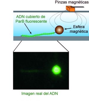 Esquema explicativo de la técnica utilizada en el estudio (arriba) e imagen real resultante (abajo)