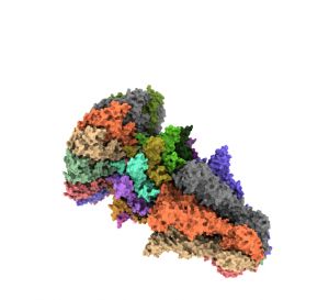 Descifran la estructura y el mecanismo de actuación de un complejo clave en la infección del bacteriófago T7