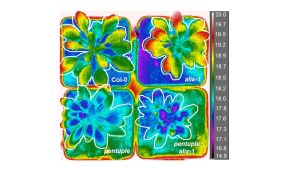 Cambios en la temperatura de las hojas debidas a los defectos en la función de ALIX (esquina superior derecha) reducen la transpiración, lo que, como se ve con termografía de infrarrojos produce un aumento en la temperatura de las hojas (colores cálidos) respecto a plantas silvestres (colores fríos).