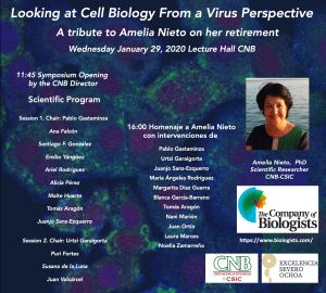 Looking at Cell Biology From a Virus Perspective: A tribute to Amelia Nieto on her retirement