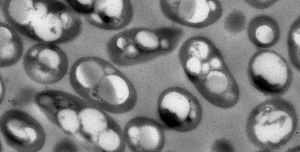 Bacterias diseñadas produciendo bioplástico