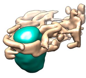 Mitocondria y retículo endoplasmático de célula sanasana