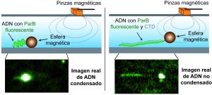 Descubierto el mecanismo que condensa el cromosoma bacteriano