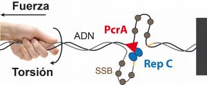 Equilibrio de fuerzas y torsiones para replicar el ADN
