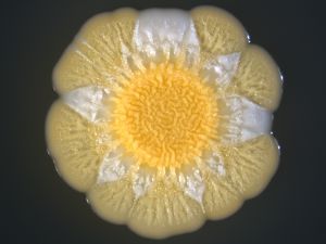 Colonia de S. aureus crecida durante 5 días diversificando subpoblaciones (con pigmentación diferente).