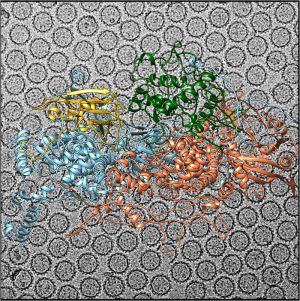 Proteínas de la cápsula del virus fúngico estudiado (RnQV1) con los diferentes dominios e inserciones destacados en diferentes colores. Al fondo una  imagen de criomicroscopía electrónca del virus