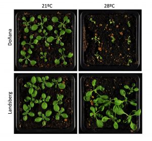 El fenotipo de las plantas depende de la temperatura ambiente en al que se desarrollan. Diferentes variedades de la misma planta  se comportan de diferente manera en respuesta al calor según las localización en la que crecen. Por ejemplo, las plantas de la región de Landsberg, en Polonia, crecen mejor en altas temperaturas, mientras que la variedad de Doñana, crece peor cuando sube la temperatura ambiental