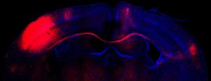 Imagen de microscopía de un corte cerebral con las conexiones formadas por neuronas (rojo).