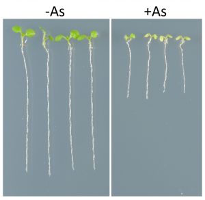 Efecto del arsénico (derecha) en el crecimiento de las raíces de Arabidopsis thaliana. 