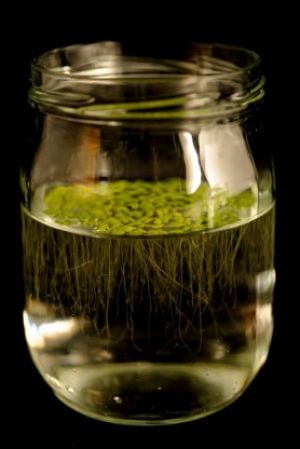 Lemna en cultivo líquido