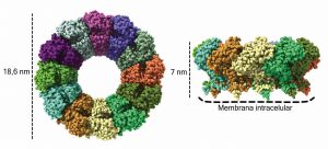 Estructura atómica de nsP1 con los monómeros mostrados en diferentes colores. 
