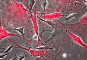 Las células madre cardíacas se protegen en regiones de bajo estrés oxidativo durante el envejecimiento