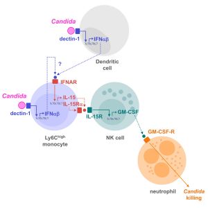 Activation of immune cells during candida infection