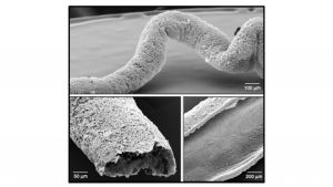 Imagen de microscopía electrónica de la primera raíz sintética creada por el equipo a partir de un solo tipo celular de todos los que forman las raíces de las plantas. 