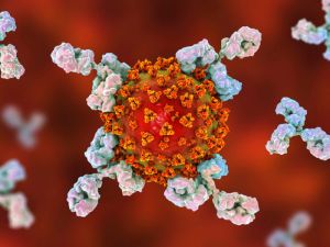 Equipos del CSIC desarrollan anticuerpos monoclonales para tratar la covid-19 