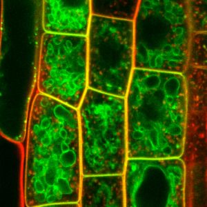 ALIX, un agente regulador del tráfico de proteínas en las células vegetales