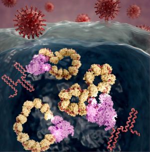 Representación gráfica de las estructuras de multiplicación del virus de la gripe (RNPs)
