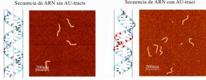 Simulación de ARN sin AU-tracts encajado en un cilindro vertical e imagen en AFM de moléculas sin AU-tracts (izquierda) y con AU-tracts curvado (se sale del cilindro) e imagen en AFM de moléculas con AU-tracts (derecha). 