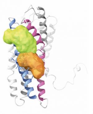 Modelo tridimensional de la estructura del receptor de quimioquinas CXCR4 con la zona de interacción con el compuesto identificada en naranja. 