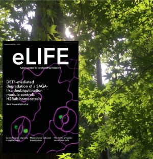Descubierto un mecanismo que modela el epigenoma de las plantas en respuesta a la luz