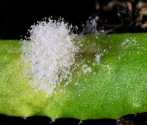 Planta infectadas con hongo Botrytis