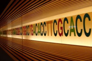 DNA sequence at the National Museum of Emerging Science and Innovation, Miraikan.