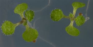 Plantas de Arabidopsis en medio de cultivo semisólido