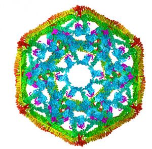 Corte transversal de una cesta de clatrina (interior en azul, exterior en amarillo/naranja)