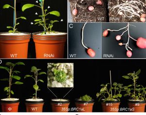 Identifican el mecanismo con el que la planta de la patata controla la formación de ramas y estolones